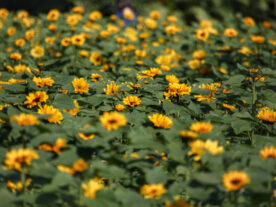 flores floricultura cultivo de flores Paraná